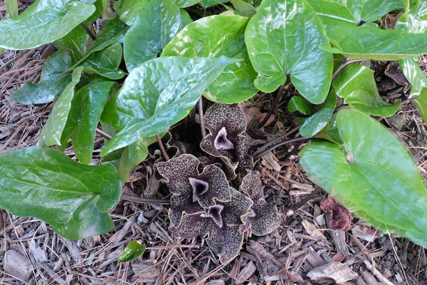 Image of Asarum nobilissimum 'Crown Royal' taken at Juniper Level Botanic Gdn, NC by JLBG