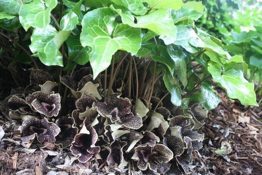 Image of Asarum nobilissimum 'Netscape' taken at Juniper Level Botanic Gdn, NC by JLBG