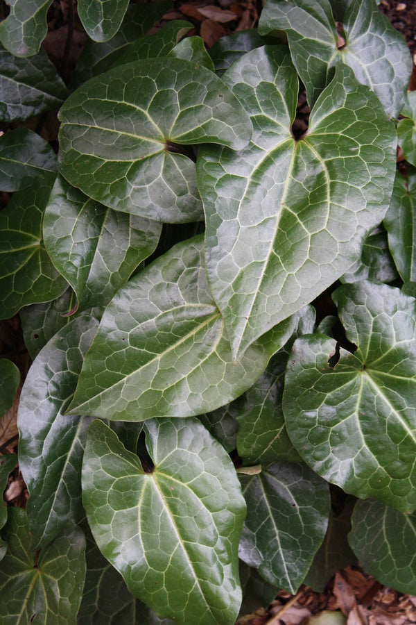 Image of Asarum nobilissimum 'Netscape' taken at Juniper Level Botanic Gdn, NC by JLBG