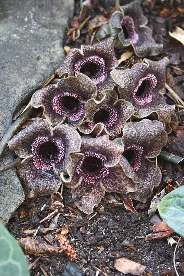Image of Asarum porphyronotum var. atrovirens 'Internet' taken at Juniper Level Botanic Gdn, NC by JLBG