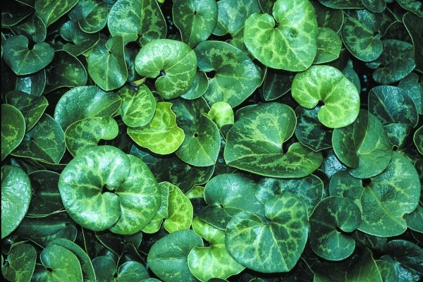 Image of Asarum shuttleworthii var. shuttleworthii 'Carolina Silver' taken at Juniper Level Botanic Gdn, NC by JLBG