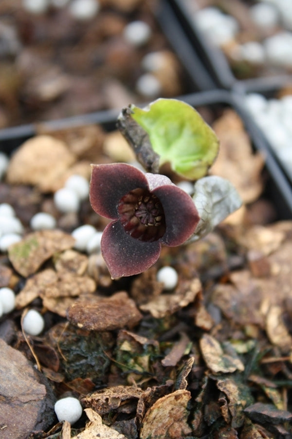 Image of Asarum sieboldii