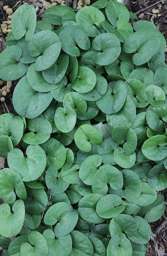 Image of Asarum sp. 'Reb's Child' taken at Juniper Level Botanic Gdn, NC by JLBG
