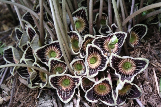 Image of Asarum speciosum 'Woodlanders Select' taken at Juniper Level Botanic Gdn, NC by JLBG