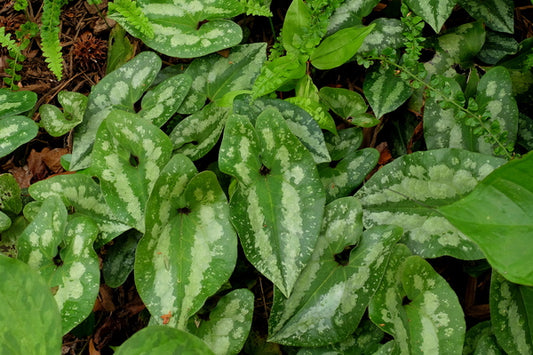 Image of Asarum splendens taken at Juniper Level Botanic Gdn, NC