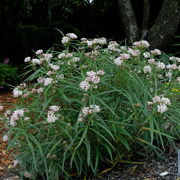 Image of Asclepias angustifolia 'Sonoita' taken at Juniper Level Botanic Gdn, NC by JLBG