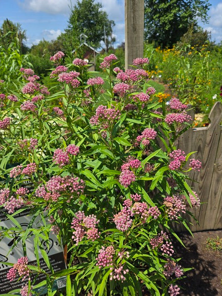 Image of Asclepias incarnata taken at Iowa Arboretum by JLBG