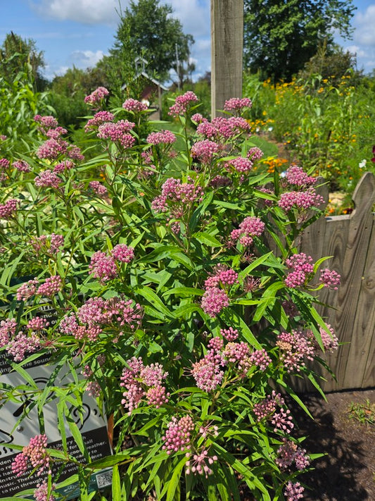 Image of Asclepias incarnata taken at Iowa Arboretum by JLBG