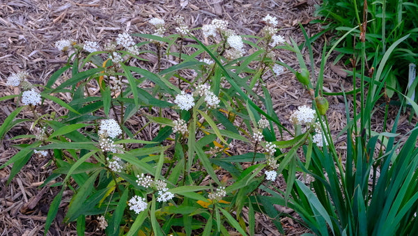 Image of Asclepias perennis taken at Juniper Level Botanic Gdn, NC by JLBG