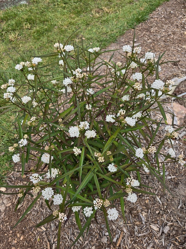 Image of Asclepias perennis taken at Juniper Level Botanic Gdn, NC by JLBG