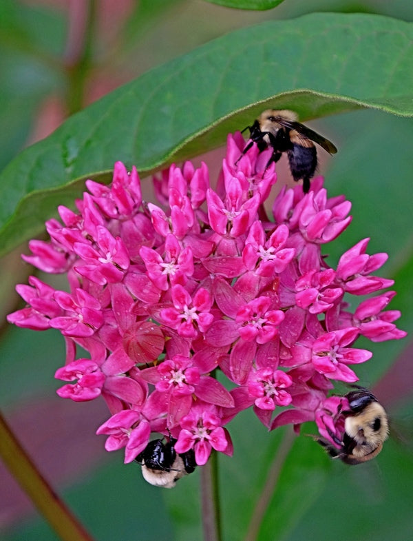 Image of Asclepias purpurascens