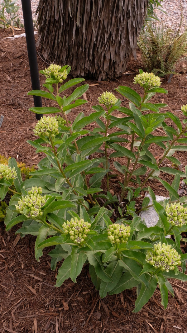 Image of Asclepias viridis taken at Juniper Level Botanic Gdn, NC by JLBG