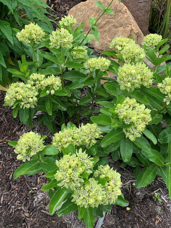 Image of Asclepias viridis taken at Juniper Level Botanic Gdn, NC by C. Hardison