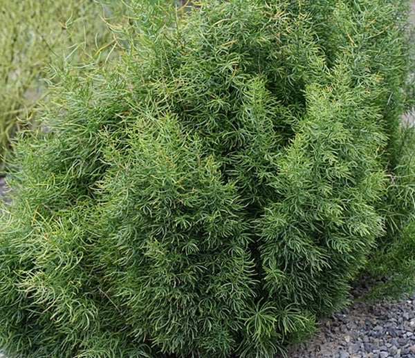Image of Asparagus cochinchinensis 'Graham's Cracker' taken at Juniper Level Botanic Gdn, NC by JLBG