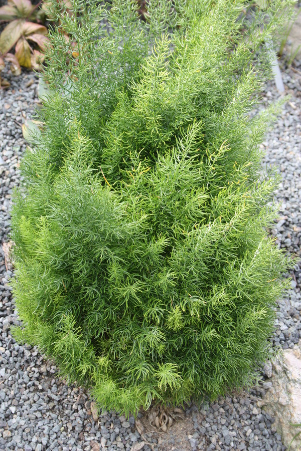 Image of Asparagus cochinchinensis 'Graham's Cracker' taken at Juniper Level Botanic Gdn, NC by JLBG