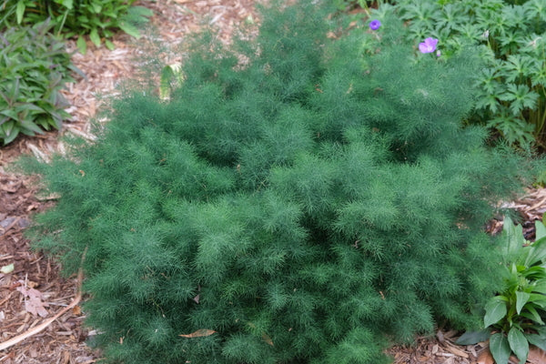 Image of Asparagus tenuifolius 'Vodice' taken at Juniper Level Botanic Gdn, NC by JLBG