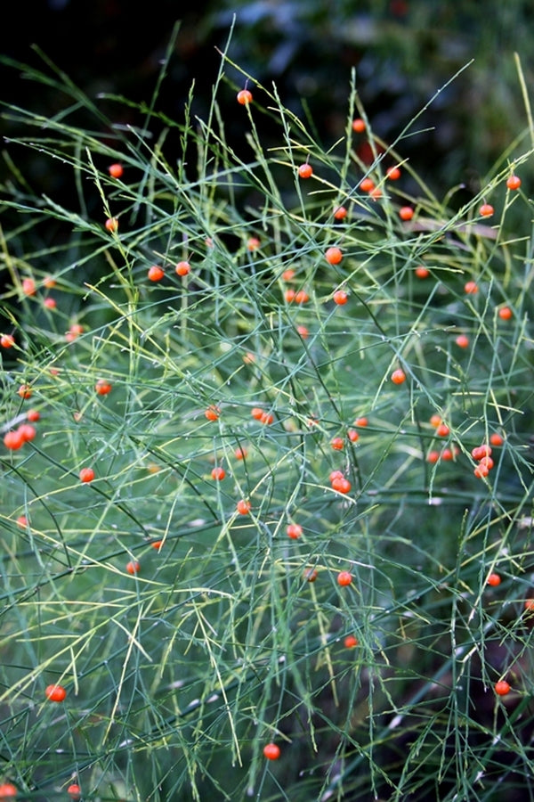 Image of Asparagus virgatus