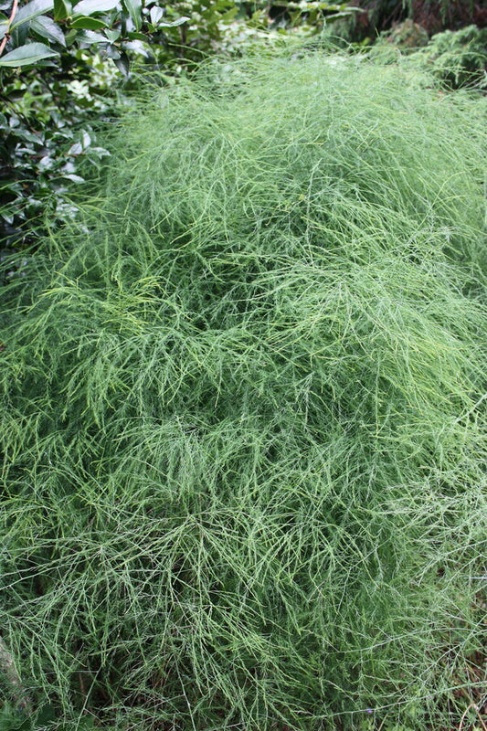 Image of Asparagus virgatus taken at Juniper Level Botanic Gdn, NC by JLBG