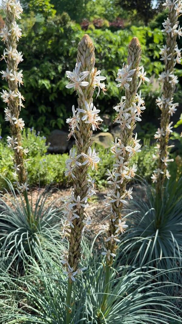 Image of Asphodeline damascena taken at Juniper Level Botanic Garden, Raleigh NC by Lidia Churakova