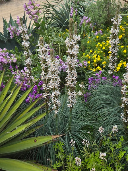 Image of Asphodeline damascena taken at Juniper Level Botanic Garden, Raleigh NC by JLBG