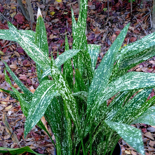 Image of Aspidistra 'Hanado Raku' PP 36,855 taken at Juniper Level Botanic Gdn, NC by JLBG