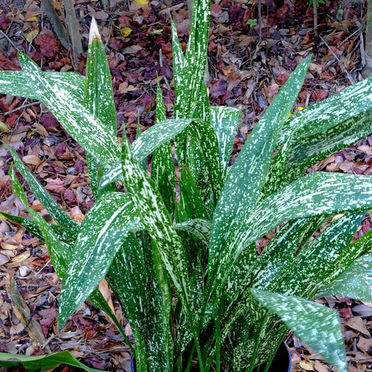 Image of Aspidistra 'Hanado Raku' PP 36,855 taken at Juniper Level Botanic Gdn, NC by JLBG
