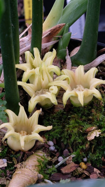 Image of Aspidistra attenuata 'Alishan Giant Splatter' taken at Juniper Level Botanic Gdn, NC by JLBG