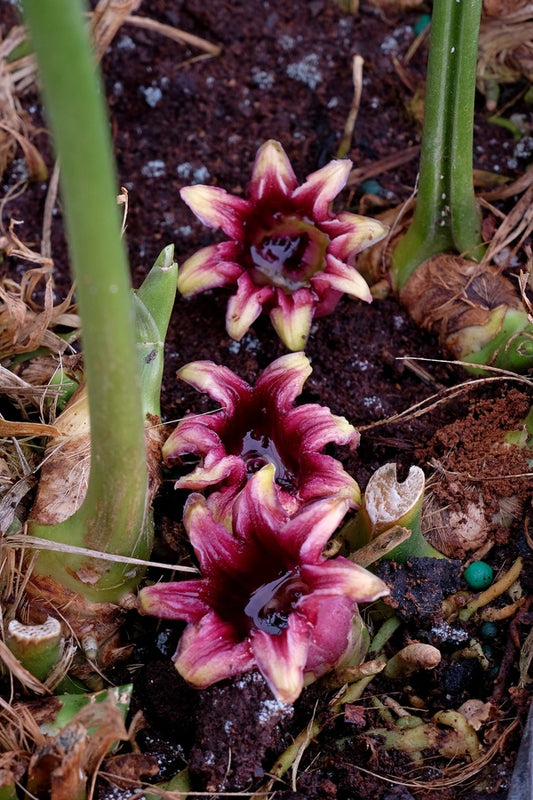 Image of Aspidistra attenuata 'Alishan Green Giant' taken at Juniper Level Botanic Gdn, NC by JLBG