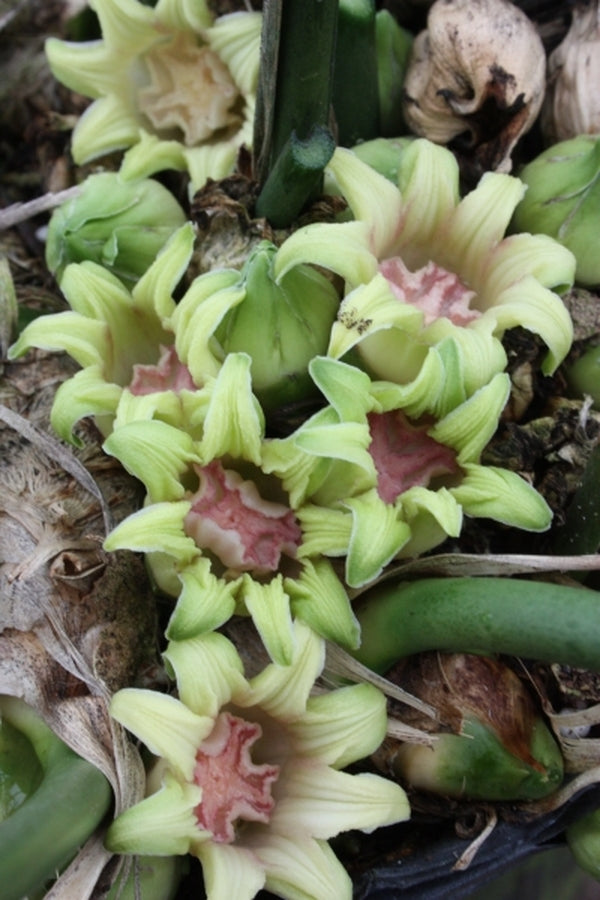 Image of Aspidistra attenuata 'Dungpu Dazzler' taken at Juniper Level Botanic Gdn, NC by JLBG
