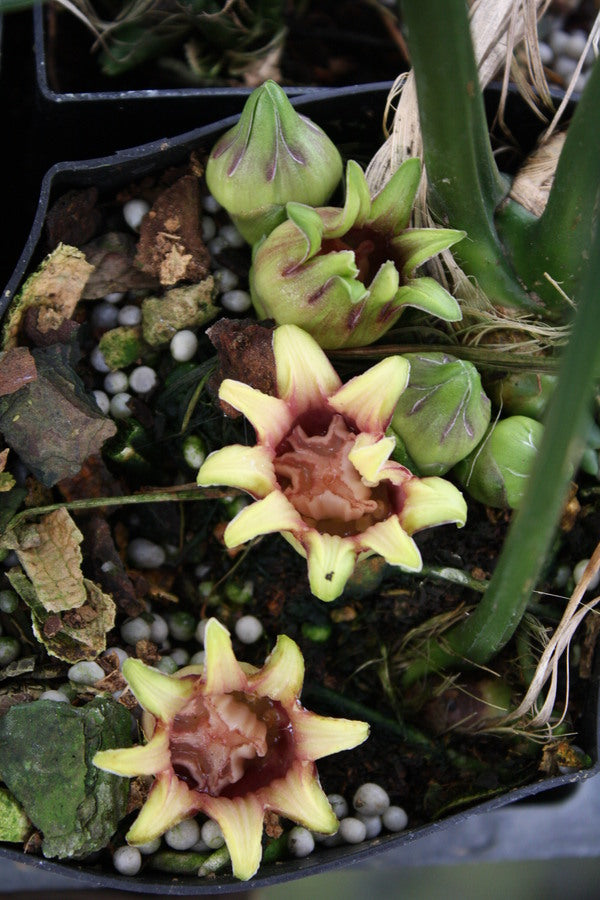 Image of Aspidistra attenuata 'Dungpu Dazzler' taken at Juniper Level Botanic Gdn, NC by JLBG