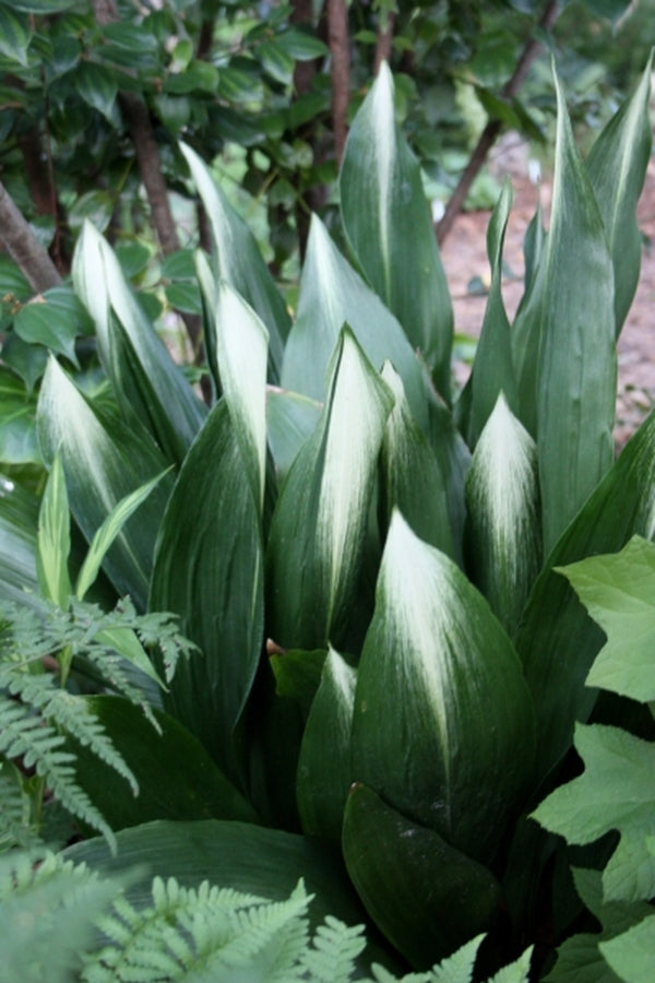 Image of Aspidistra elatior 'Asahi' taken at Juniper Level Botanic Gdn, NC by JLBG