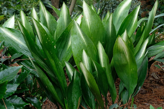Image of Aspidistra elatior 'Asahi' taken at Juniper Level Botanic Gdn, NC by JLBG