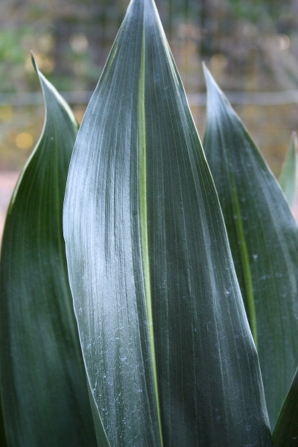 Image of Aspidistra elatior 'Fuji-No-Mine' taken at Juniper Level Botanic Gdn, NC by JLBG