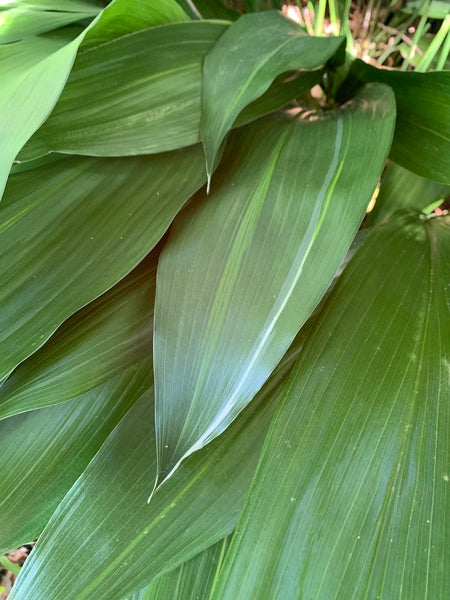 Image of Aspidistra elatior 'Fuji-No-Mine' taken at Juniper Level Botanic Garden, Raleigh NC by JLBG