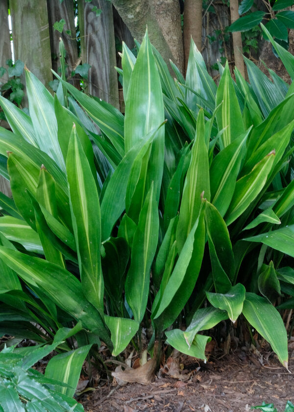Image of Aspidistra elatior 'Lennon's Song' taken at Juniper Level Botanic Garden, Raleigh NC by JLBG