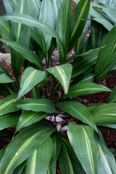 song about plant Learn about Aspidistra elatior 'Lennon's Song' | Lennon's Song Cast Iron  Plant