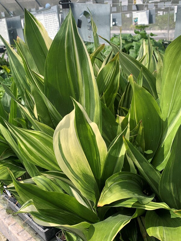 Image of Aspidistra elatior 'Mangetsu' taken at Juniper Level Botanic Gdn, NC by C. Hardison