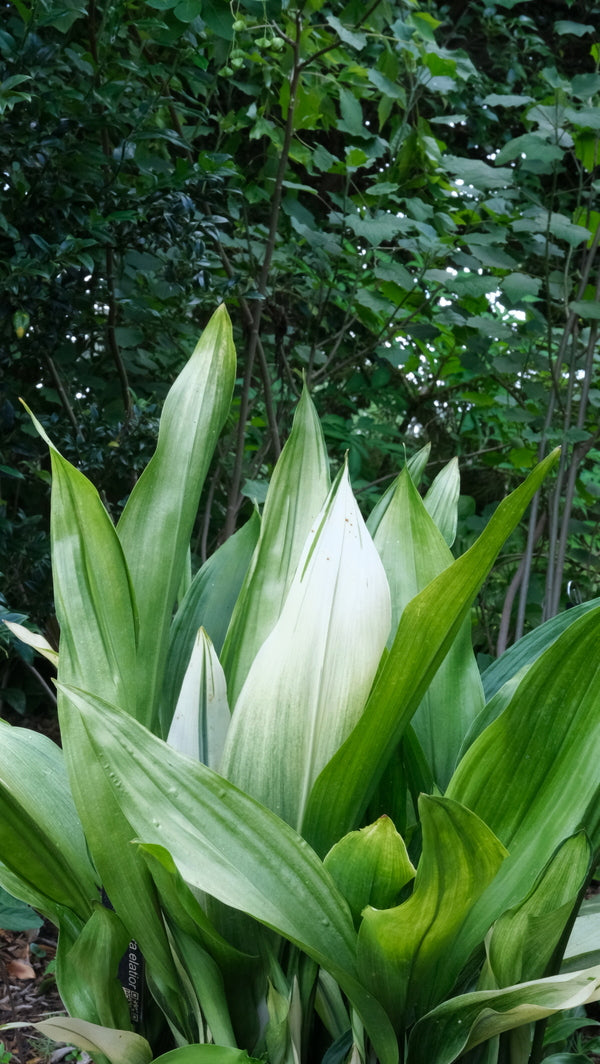Image of Aspidistra elatior 'Mangetsu' taken at Juniper Level Botanic Gdn, NC by JLBG