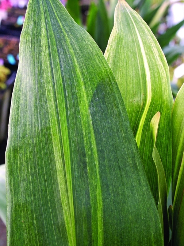 Aspidistra elatior Morning Frost