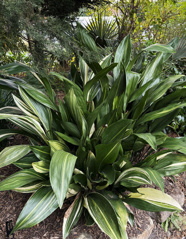 Image of Aspidistra elatior 'Okame' taken at Juniper Level Botanic Garden, Raleigh NC by Lidia Churakova