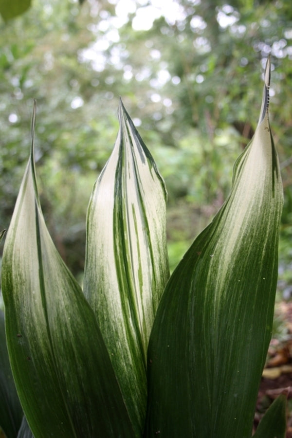 Image of Aspidistra elatior 'Sekko Kan' taken at Juniper Level Botanic Gdn, NC by JLBG