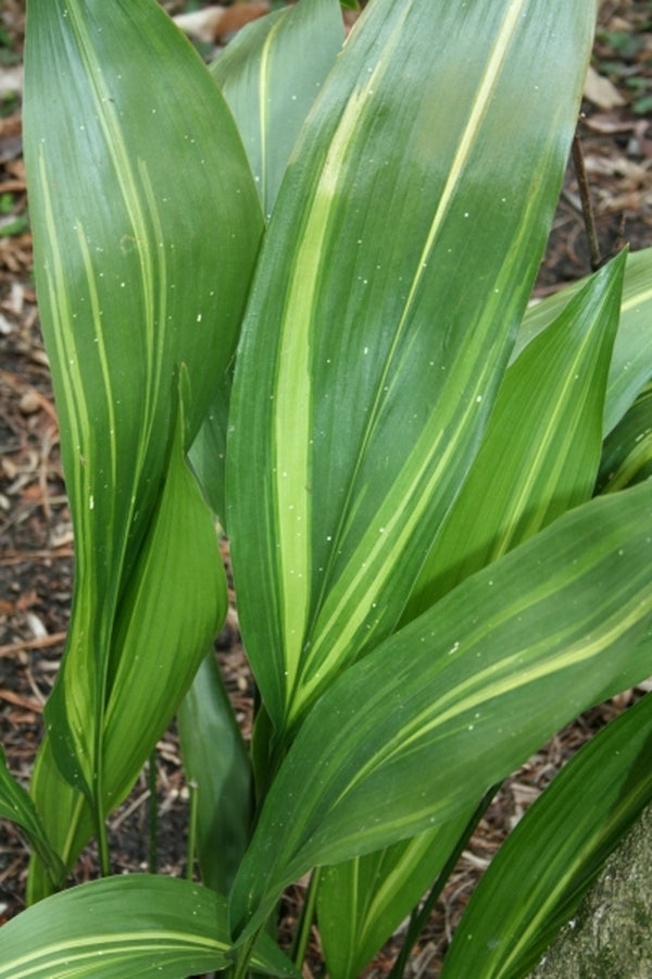 Image of Aspidistra elatior 'Stars and Stripes' taken at Juniper Level Botanic Gdn, NC by JLBG