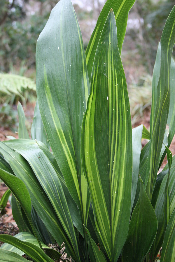 Image of Aspidistra elatior 'Stars and Stripes' taken at Juniper Level Botanic Gdn, NC by JLBG