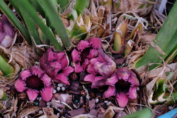 Aspidistra hainanensis Quan Ba