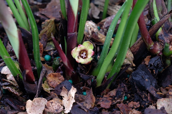 Image of Aspidistra lutea 'Mai Chau' taken at Juniper Level Botanic Gdn, NC by JLBG