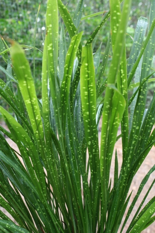 Image of Aspidistra minutiflora 'Spangled Ribbons' taken at Juniper Level Botanic Gdn, NC by JLBG