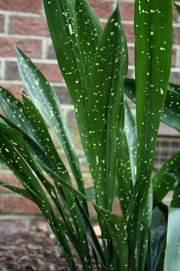 Image of Aspidistra oblanceifolia 'Nagoya Stars' taken at Juniper Level Botanic Gdn, NC by JLBG