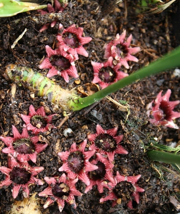 Image of Aspidistra oblanceifolia 'Nagoya Stars' taken at Juniper Level Botanic Gdn, NC by JLBG