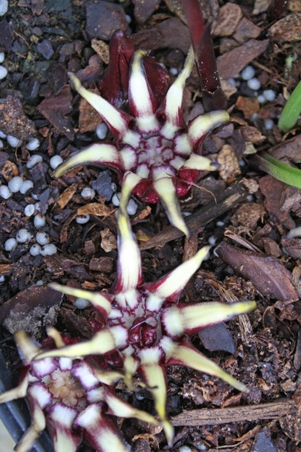 Image of Aspidistra pulchella 'Kunming Starlet' taken at Juniper Level Botanic Gdn, NC by JLBG
