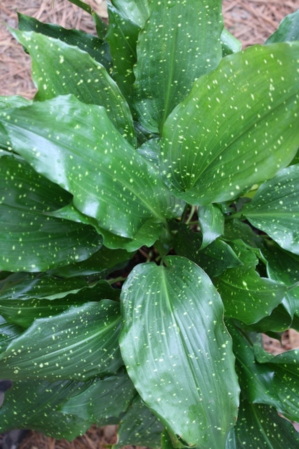 Image of Aspidistra pulchella 'Kunming Starlet' taken at Juniper Level Botanic Gdn, NC by JLBG
